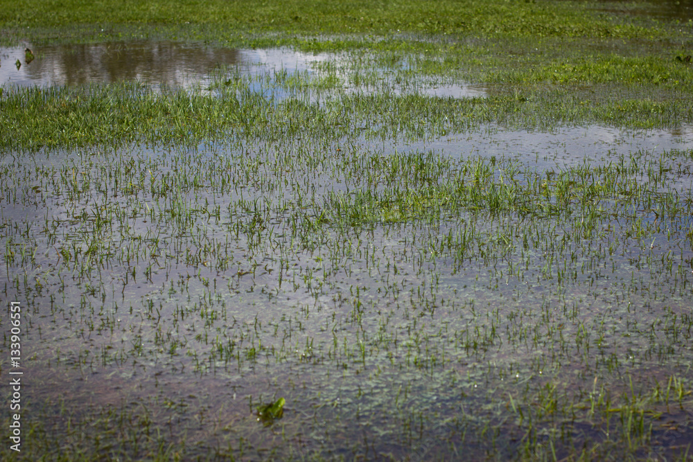 Flooded grass