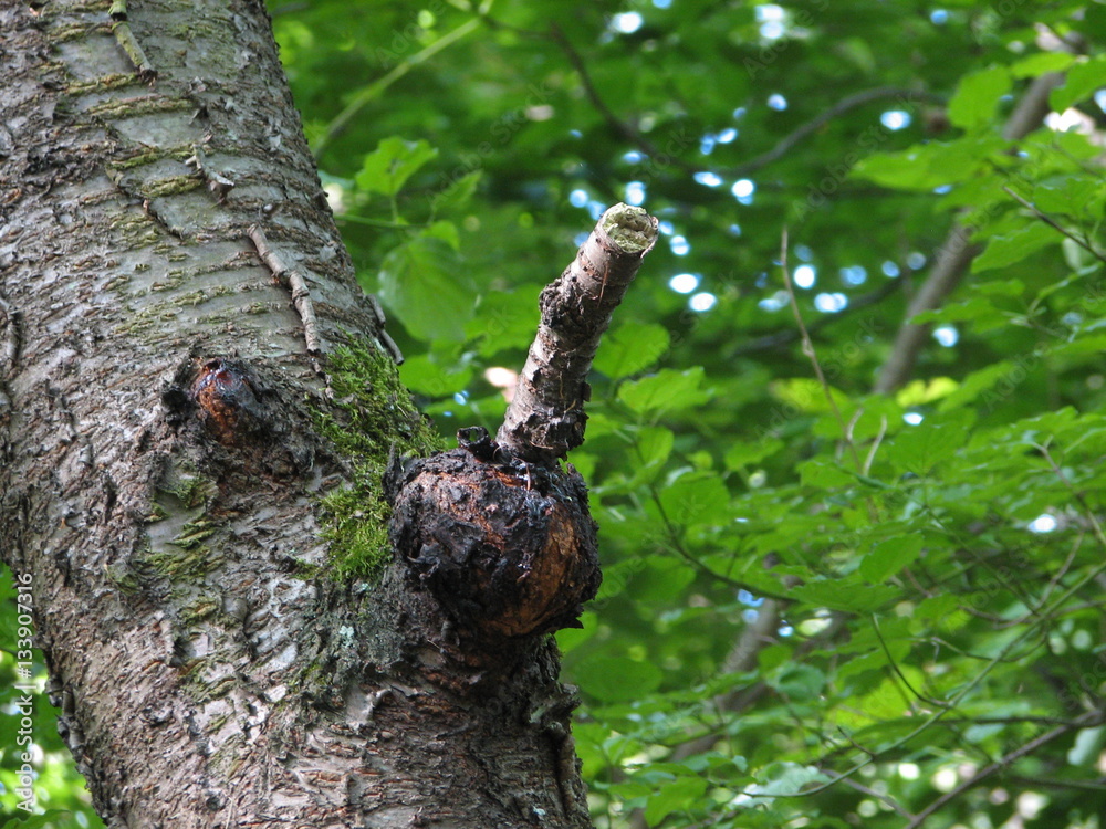 A tree with an unusual branch, similar to the male genitalia A tree with an unusual branch, similar to the male genitalia
