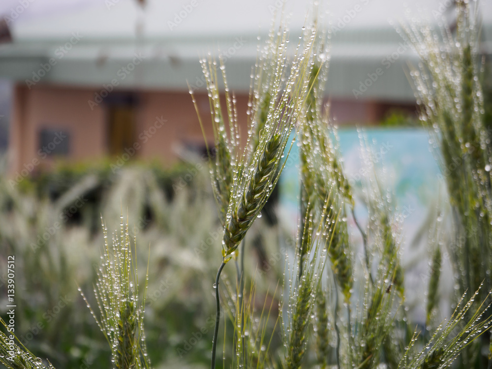 Fototapeta premium Barley green and dripping water.