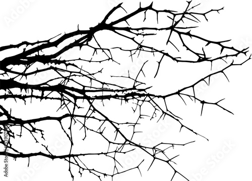 Dry tree, dead tree with beautiful branch silhouette, isolated on white background. Suitable as reference for art and design work. Close up details of twisted tree branches.