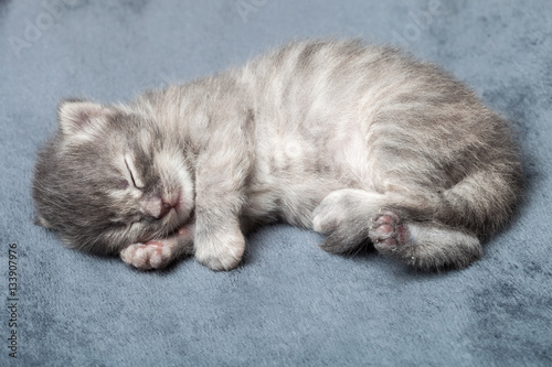 The gray striped fluffy kitten sleeps.