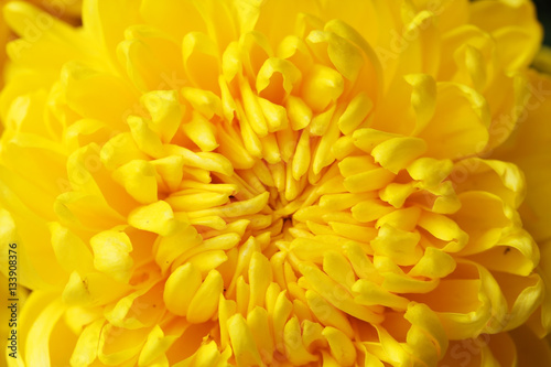 close up of yellow dahlia background.