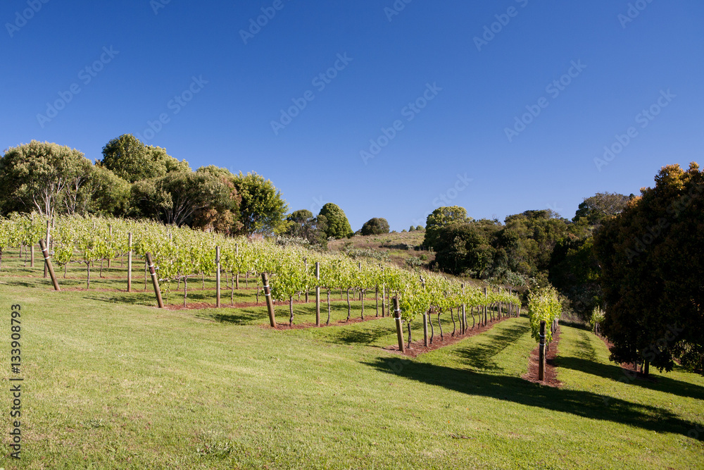 Fototapeta premium Grape Vines