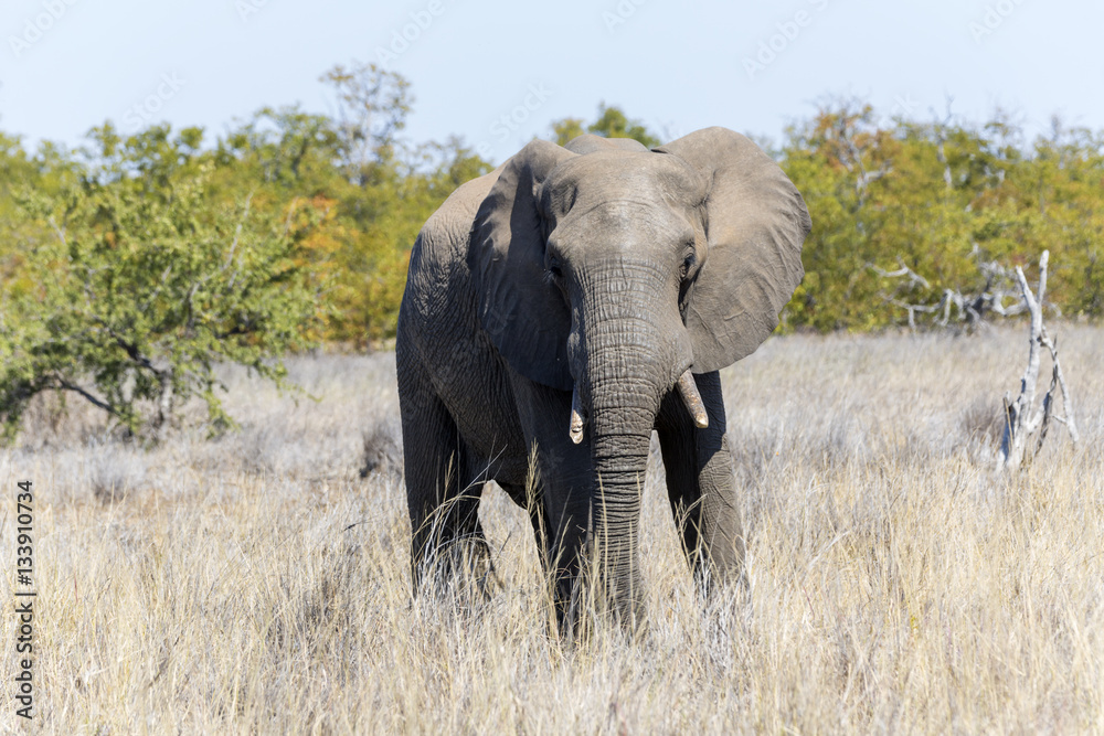 Elephant in Kruger NP