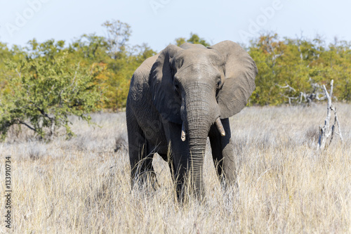 Elephant in Kruger NP
