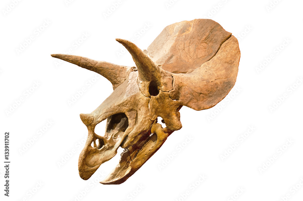 Obraz premium Szkielet dinozaura. Triceratops Skamieniała czaszka nad bielem odizolowywającym