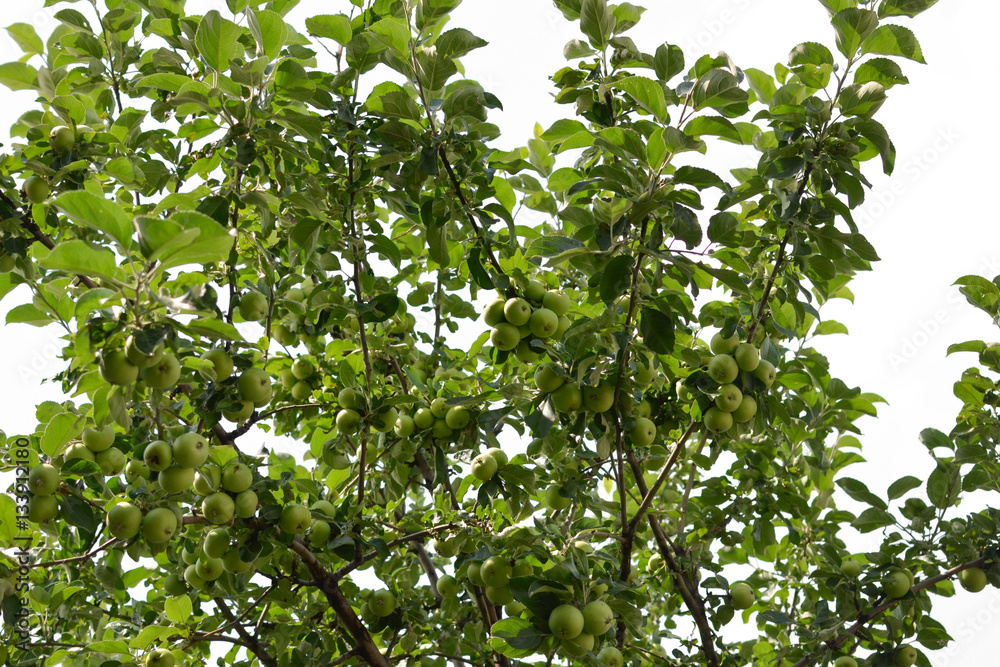 Apple tree with green fruits Apple tree with green fruits
