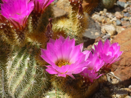 up close of bright pink cactus bloom. Vivid colored flower lit by the sun on a beautiful summer or spring day in the desert.