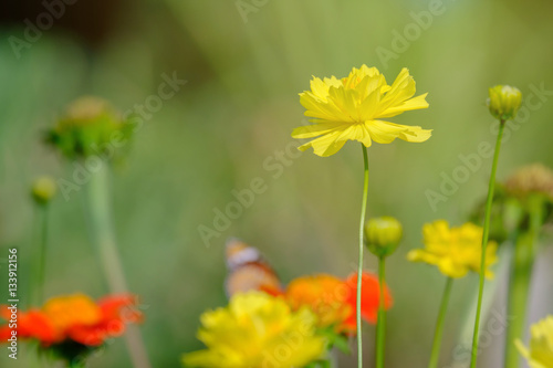 Yellow flower blooming in soft and warm light.