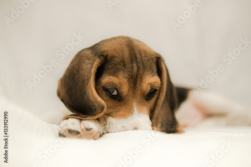 Fototapeta Naklejka Na Ścianę i Meble -  Precioso cachorro Beagle