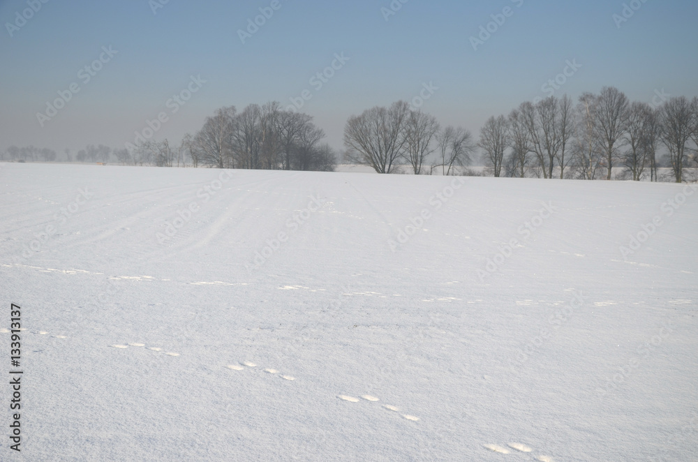 Winter landscape