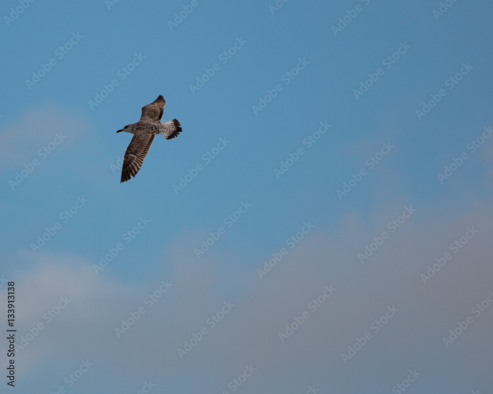 Obraz premium Seagull on flight