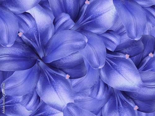 lily blue flowers. bright blue background. floral collage. flower composition. close-up. Nature.