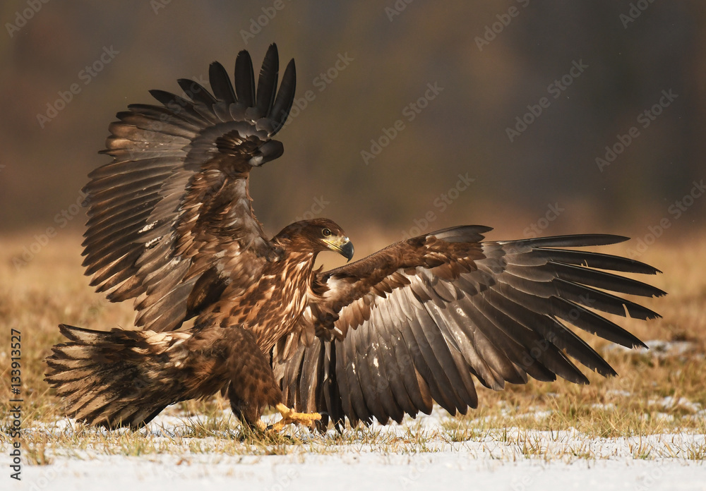 Obraz premium White tailed Eagle (Haliaeetus albicilla)