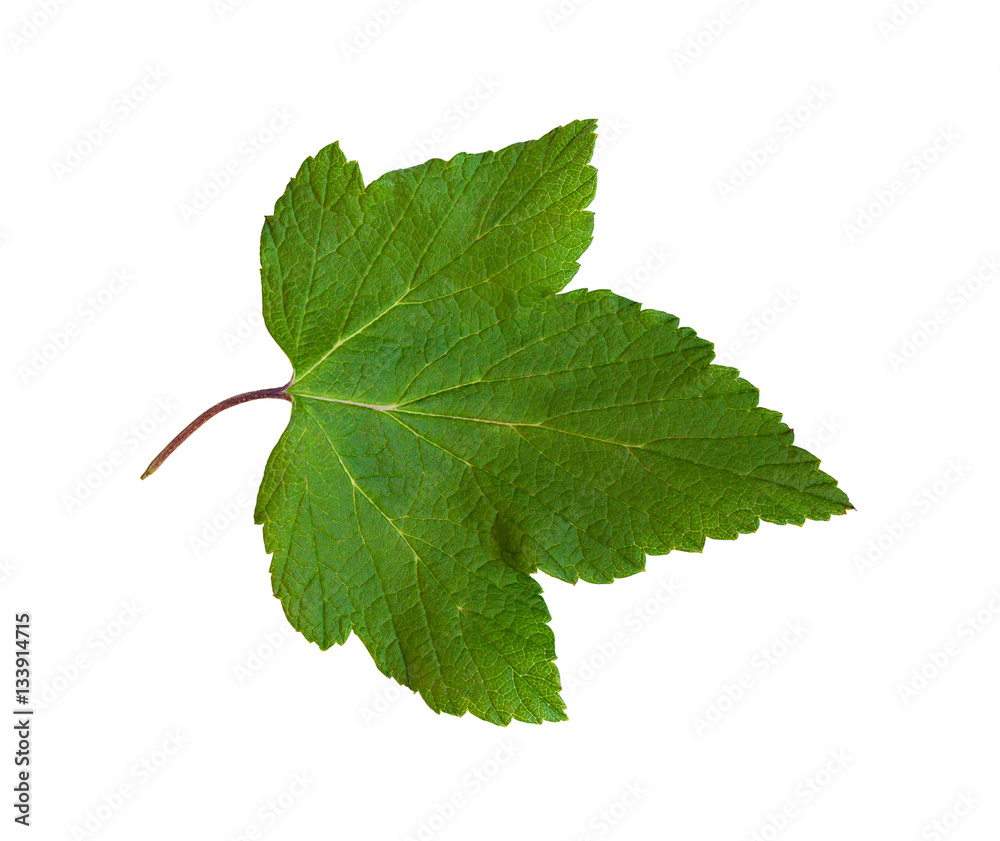 Fototapeta premium Currant leaves isolated on white background.