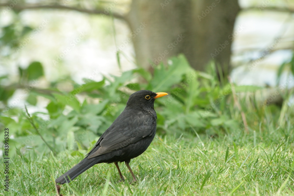 Merle noir mâle (turdus merula) Merle noir mâle (turdus merula)