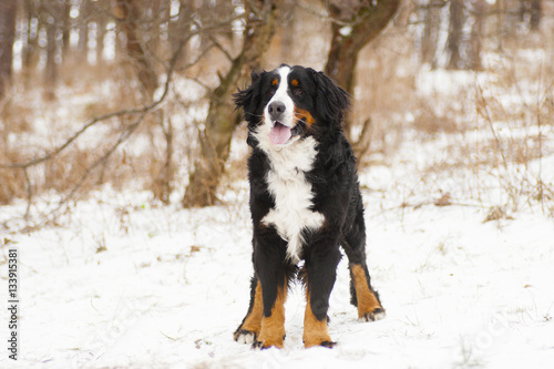 Fototapeta Naklejka Na Ścianę i Meble -  Bernese Mountain Dog outdoors, winter walk