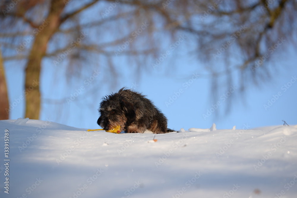 play with me, cute dachshund playing in the snow play with me, cute dachshund playing in the snow