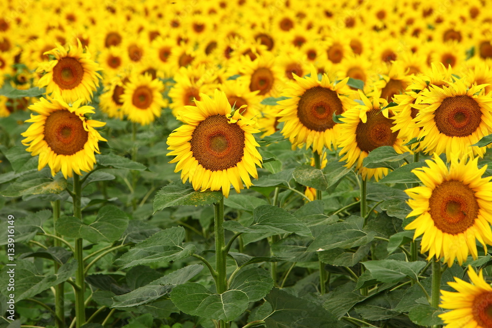 Sunflower field Sunflower field