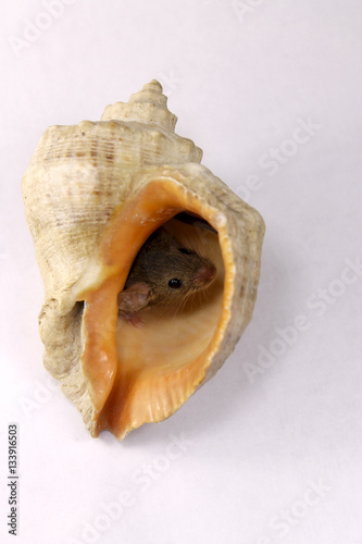 Cute little mouse in a seashell on a white background