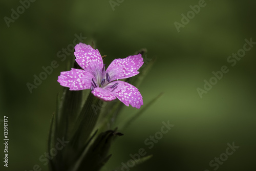 Deptford Pink