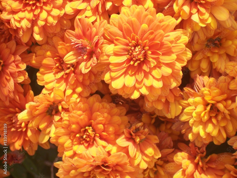 orange bouquet of mums orange bouquet of mums