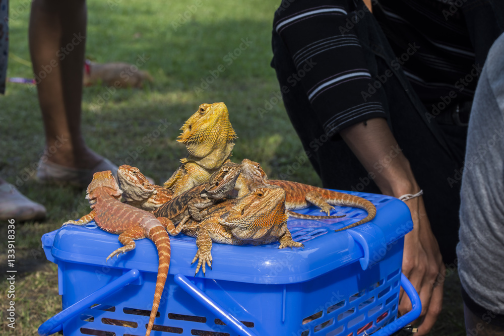 Naklejka premium group bearded dragon sunbathe