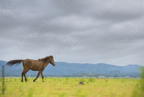 Brown horse running on yellow field background with blue mountain and dark cloud