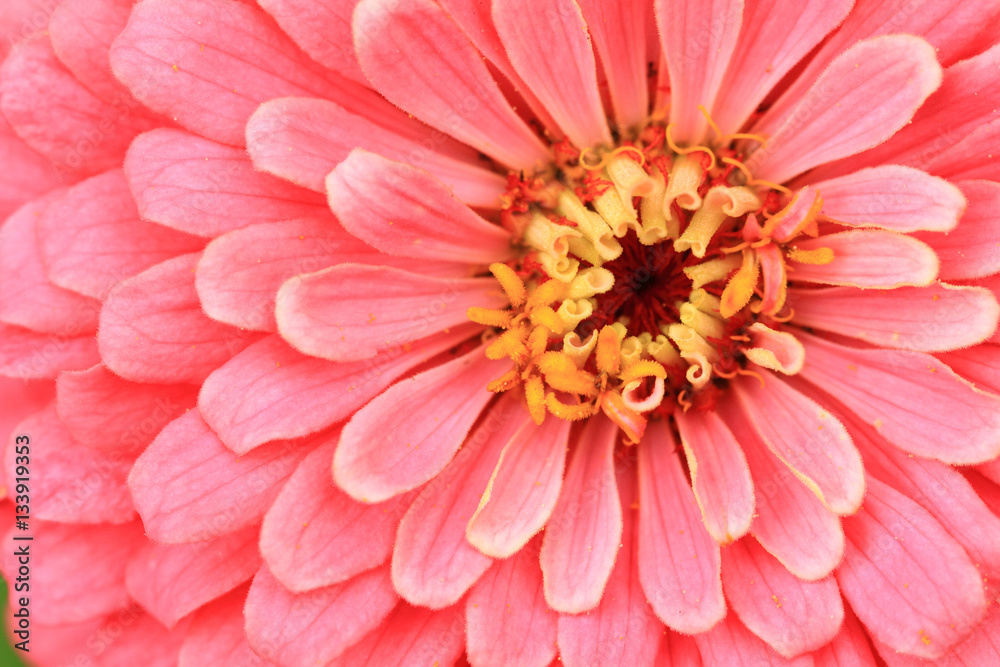 zinnia flower detail