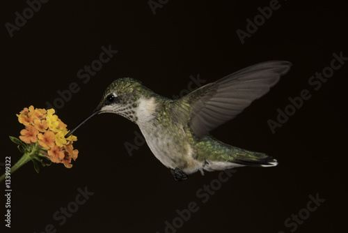 Ruby Throated Hummingbird