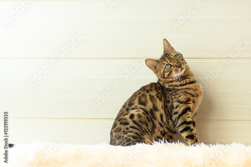 The beautiful Bengal cat on the carpet