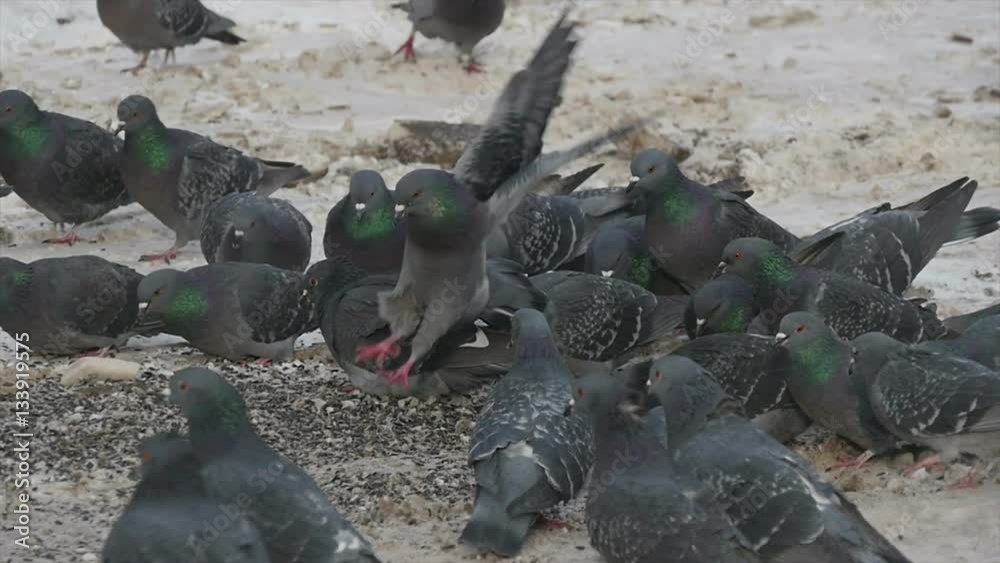 A flock of pigeons eat sunflower seeds scattered on the ground A flock of pigeons eat sunflower seeds scattered on the ground