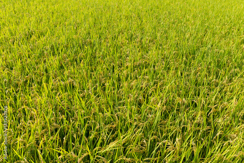 Rice field background