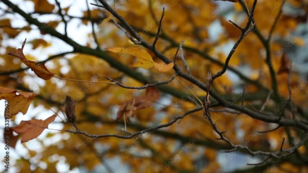 Background maple tree autumn Background maple tree autumn