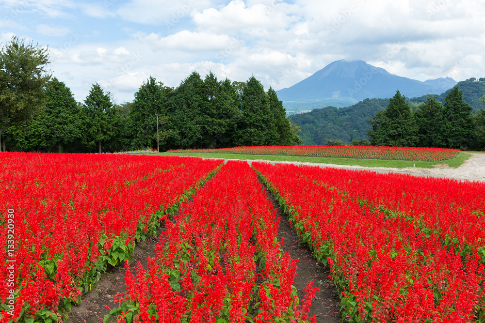 Red Salvia field