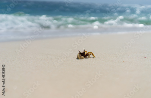 crab on white sand beach