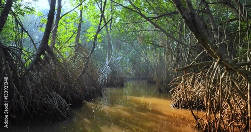 Rays of sun light through canopy of wild mangrove forest amazing tropical nature photo