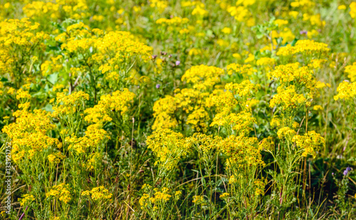 Yellow blossoming  common ragwort plants from close © Ruud Morijn