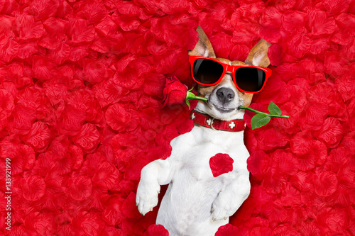 valentines dog in love © Javier brosch