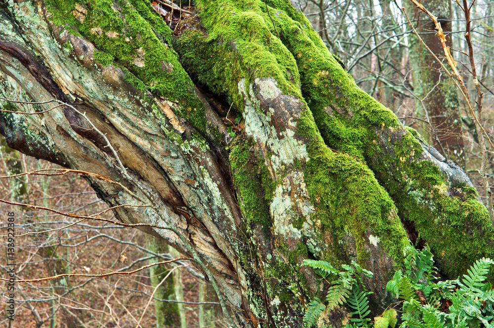 Tree old broken. Wet fallen the moss on the tree. Tree old broken. Wet fallen the moss on the tree.