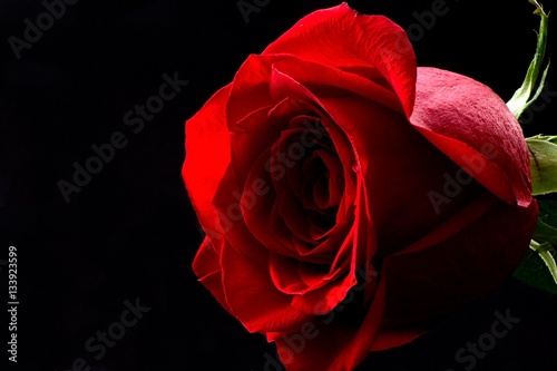 Fototapeta Naklejka Na Ścianę i Meble -  red roses