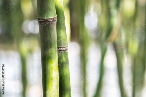 Close-up of Asian fresh bamboo forest - with copy space