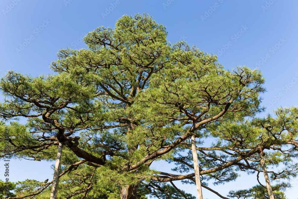 Obraz premium Pine tree