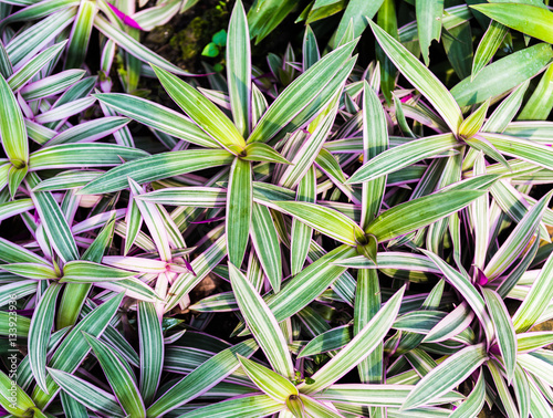 foliage plant background