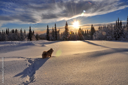 Schweden, Schneelandschaft, Dalarna, Sonnenuntergang, Neuschneee, Tiefschnee, Fjäll