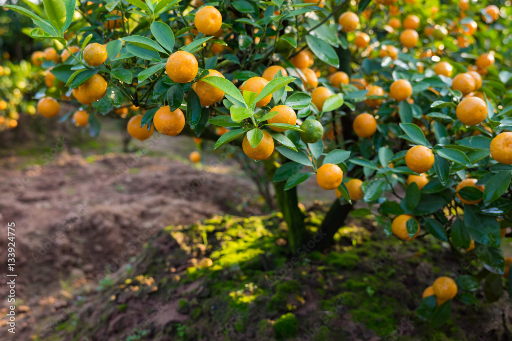 Kumquat, the symbol of Vietnamese lunar new year. In nearly every household, crucial purchases for Tet include the peach Kumquat, the symbol of Vietnamese lunar new year. In nearly every household, crucial purchases for Tet include the peach