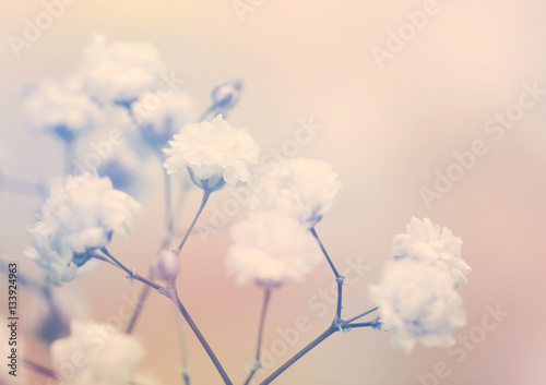 White flower on blur background. photo