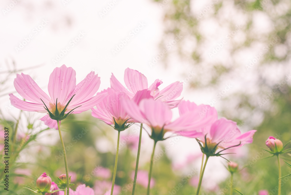 pink cosmos with white sky background in the park. pink cosmos with white sky background in the park.