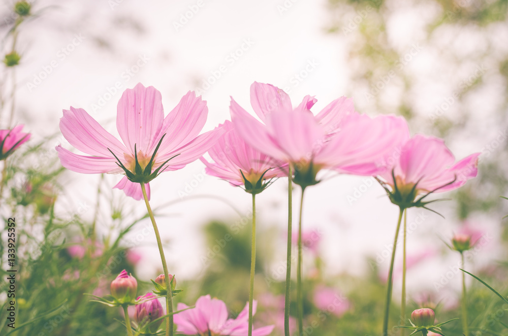 pink cosmos with white sky background in the park. pink cosmos with white sky background in the park.