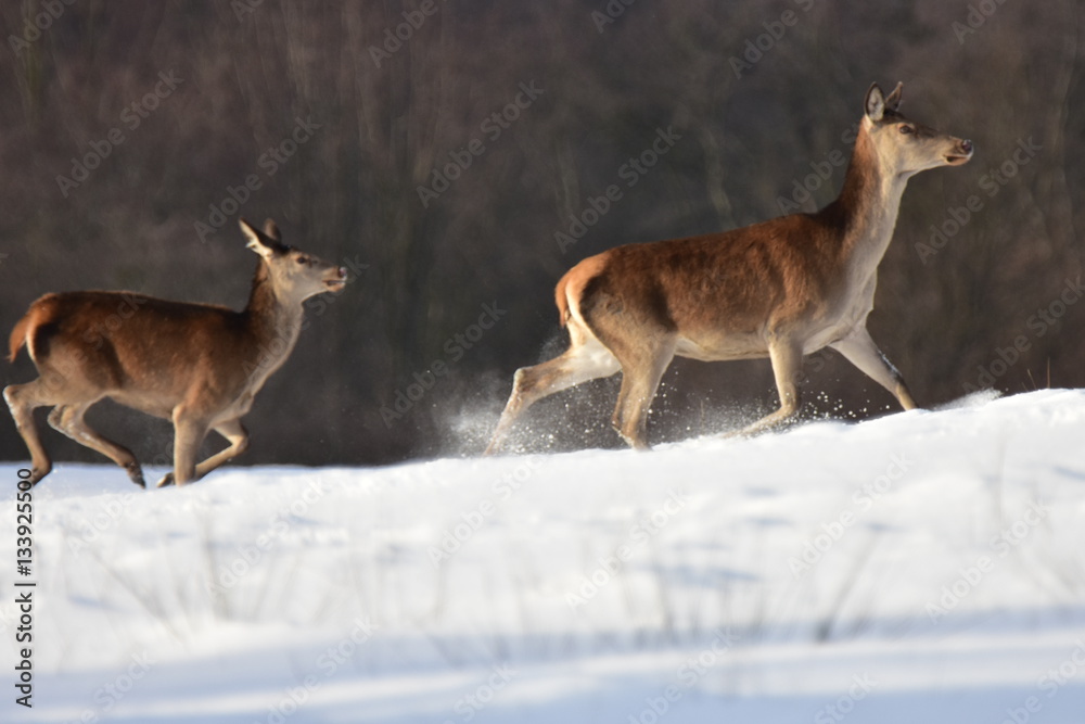 Fototapeta premium deer in winter 